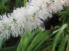 Bombus lucorum