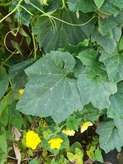 Cucurbita moschata