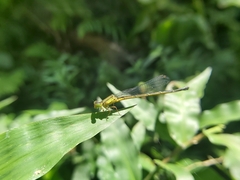 Ceriagrion fallax