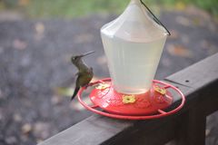 Heliodoxa imperatrix