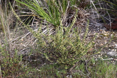 Phyllanthus hirtellus
