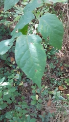 Fraxinus americana