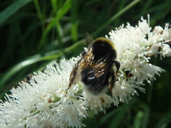 Bombus lucorum