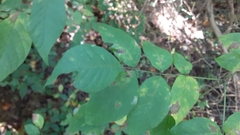 Fraxinus americana