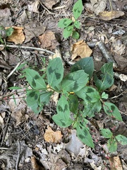 Persicaria filiformis