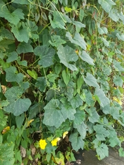 Cucurbita moschata