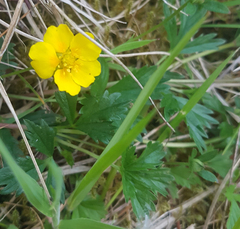 Potentilla