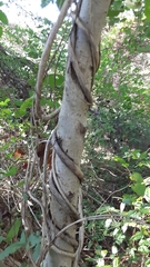 Fraxinus americana
