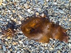 Saccharina latissima