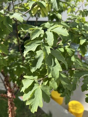 Acer griseum