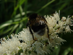 Bombus lucorum