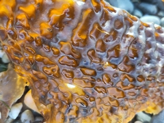 Saccharina latissima