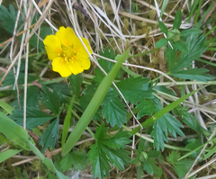 Potentilla