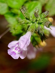Clinopodium