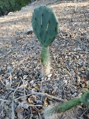 Opuntia