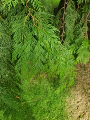 Thuja plicata