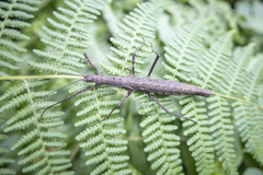 Menexenus lacertinus