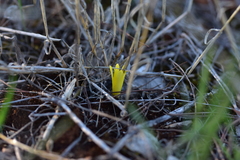 Sternbergia colchiciflora