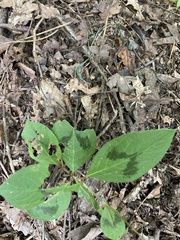 Persicaria filiformis