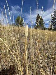 Calochortus macrocarpus