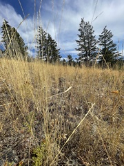 Calochortus macrocarpus