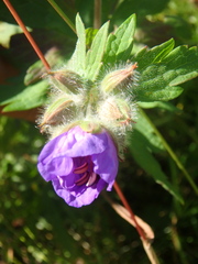 Geranium erianthum