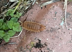 Holoverticata