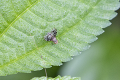 Homoneura trypetoptera