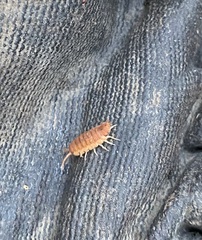 Holoverticata