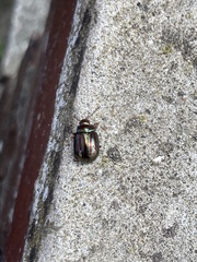 Chrysolina americana