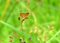 Taractrocera ardonia
