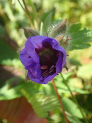 Geranium erianthum