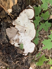 Heterobasidion annosum