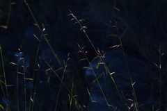 Cleistogenes serotina