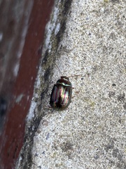Chrysolina americana