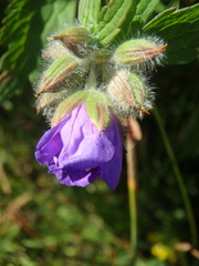 Geranium erianthum