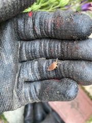 Holoverticata