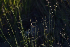 Cleistogenes serotina