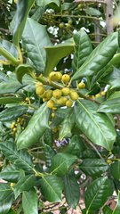 Ilex cornuta