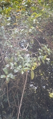 Viburnaceae