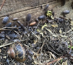 Holoverticata