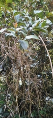 Viburnaceae
