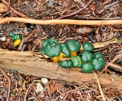 Leotia viscosa