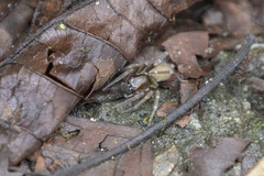 Clubionidae