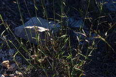 Cleistogenes serotina