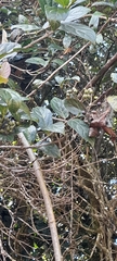 Viburnaceae