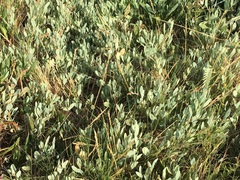 Atriplex portulacoides