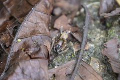 Clubionidae