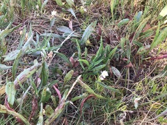 Tripolium pannonicum