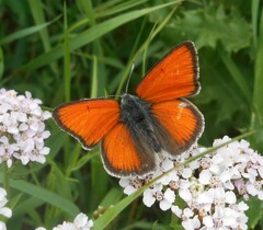 Lycaena hippothoe